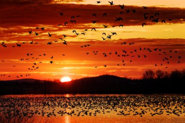 Snow Geese Take Flight at Sunrise clipart