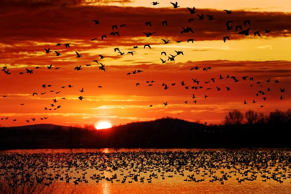 Los gansos de nieve toman vuelo al amanecer Fotos De Stock