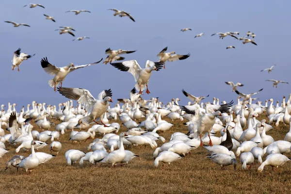 Migración de gansos de nieve vuelan para alimentarse — Foto de Stock