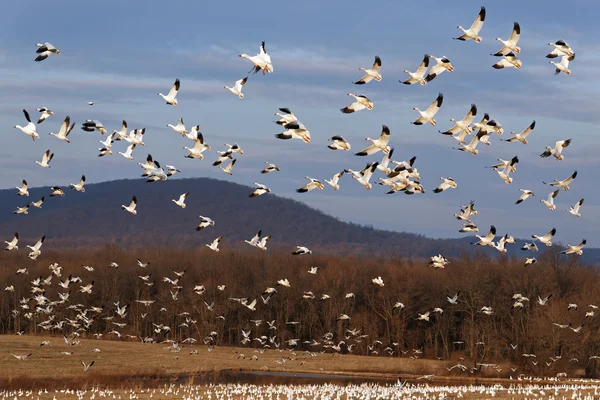 Migración de gansos de nieve volar hacia arriba — Foto de Stock