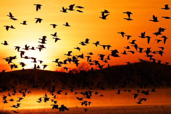 Снежные гуси летят на восходе солнца — стоковое фото