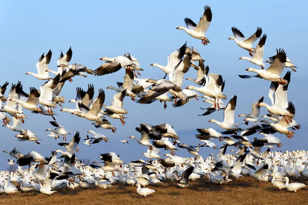 Migrating Snow Geese  fly off after a layover in Lancaster County, Pennsylvania, USA. — Stock fotografie