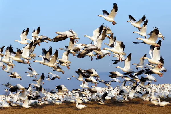 Migrating Snow Geese  fly off after a layover in Lancaster County, Pennsylvania, USA. — Stockfoto