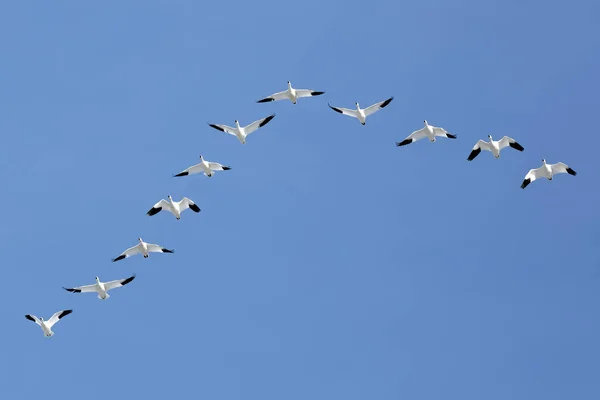 Migración de gansos de nieve que vuelan en la formación V — Foto de Stock