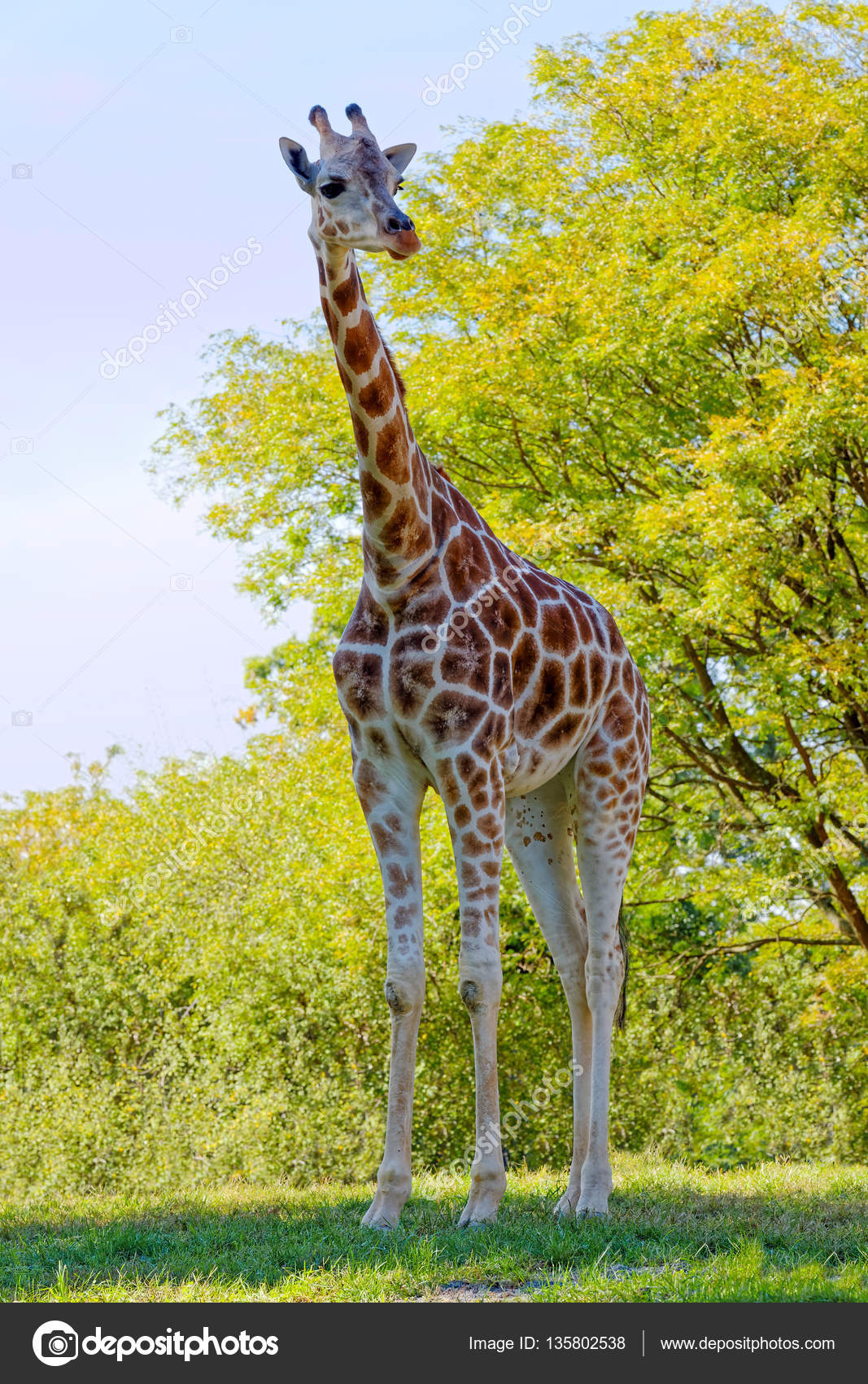 Jirafa en hábitat natural — Foto de stock © DelmasLehman #135802538