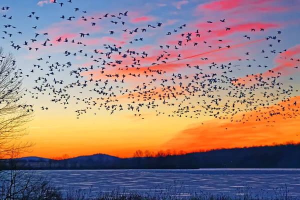 Над замерзшим озером летают снежные гуси — стоковое фото