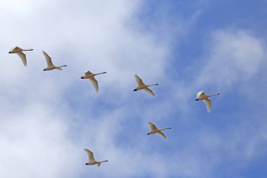 V-oluşumunda geçirme Tundra kuğu Fly