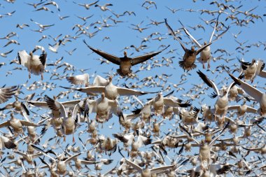 Migrating Snow Geese Take Flight clipart