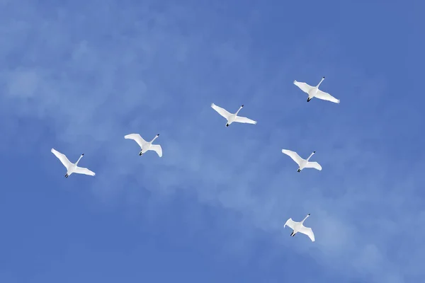 Les cygnes siffleurs migrateurs volent en formation — Photo