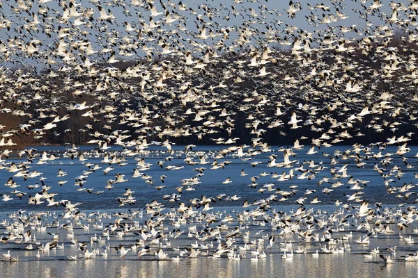 Migrera snö gäss flyger av sjön — Stockfoto