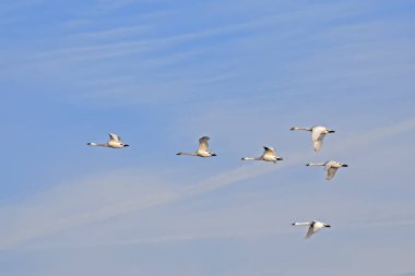 Uçuş geçirme Tundra Kuğu