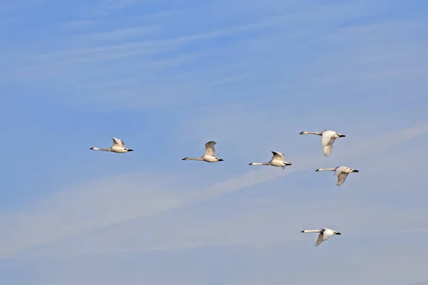 フライトの移行のツンドラの白鳥 — ストック写真