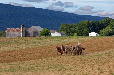 Amish atların bir ekiple toprak Tilling dostum