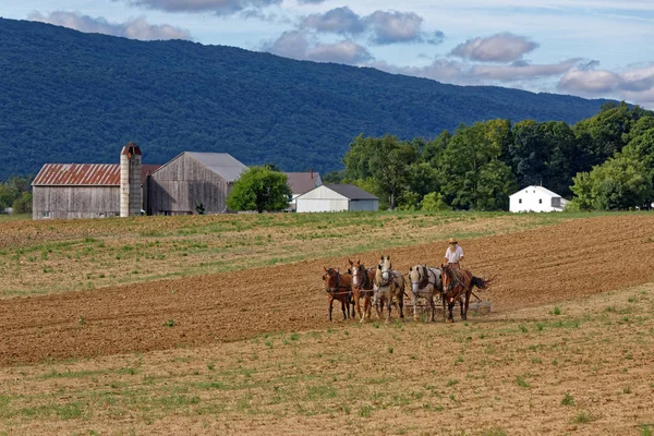Amish homem lavrando o solo com uma equipe de cavalos — Fotografia de Stock