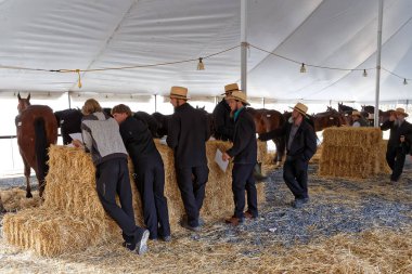 Satılık atlar Amish gönüllü eğilimindedir 