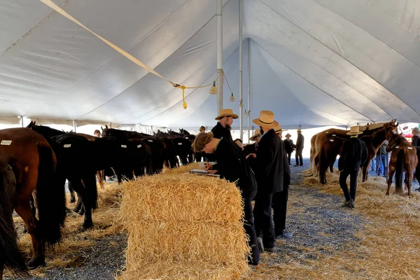 Voluntarios de Amish cuidan caballos para la venta —  Fotos de Stock