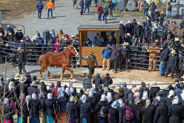 Толпа смотрит на аукцион лошадей — стоковое фото