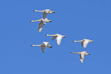 Tundra Swans Flying in a Clear Blue Sky clipart