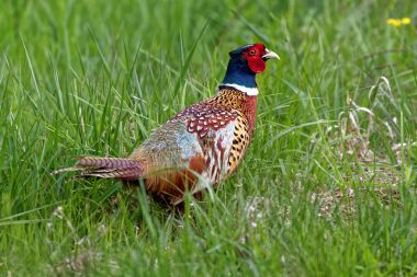 A Ring-necked Pheasant Walking in Tall Grass clipart