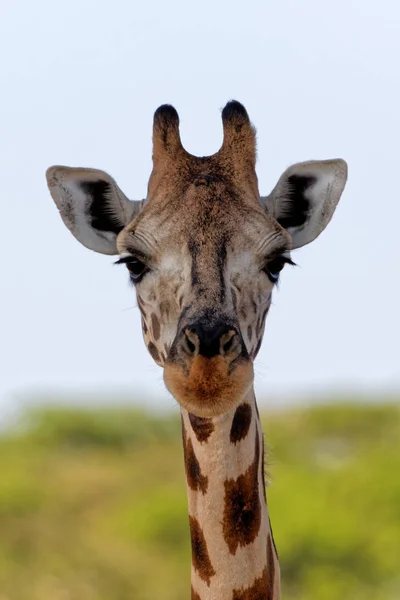 Retrato de girafa africana — Fotografia de Stock