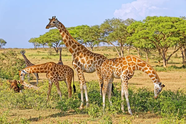 Giraffen ernähren sich im natürlichen Lebensraum — Stockfoto