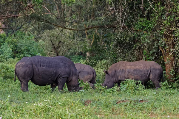 Bílé nosorožce v přírodě — Stock fotografie