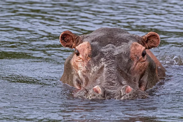 Hroch na řece Nilu v Ugandě Africe — Stock fotografie