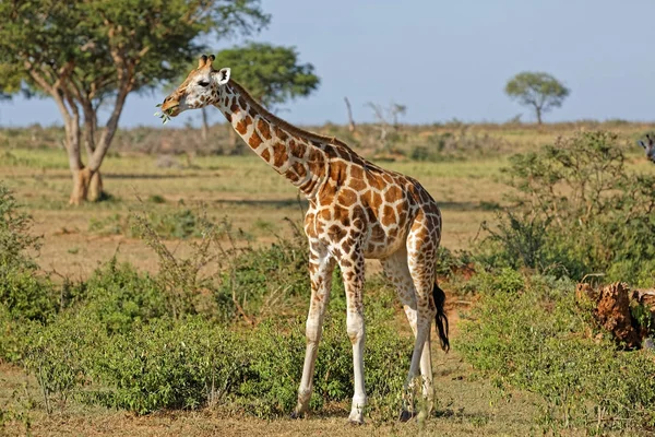 Giraffe bei Murchison fällt uganda — Stockfoto