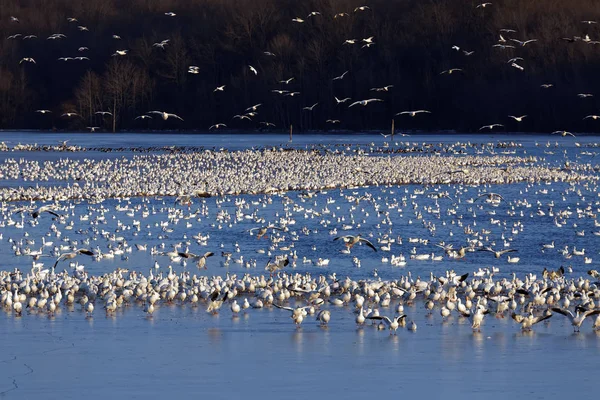 Schneegänse auf dem See — Stockfoto