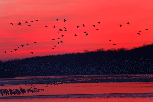 Снежные гуси летят на восходе солнца — стоковое фото