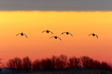 Canadian Geese Flying at Sunset  clipart