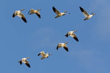 Snow Geese Flying in Formation clipart