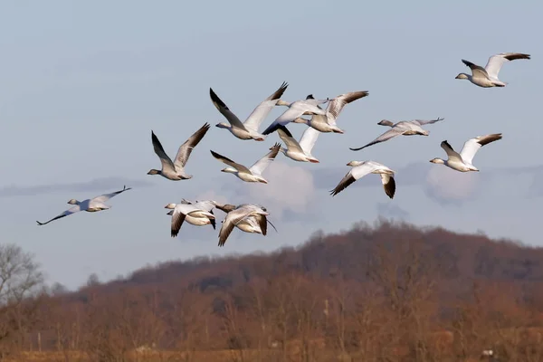 Migración de gansos de nieve en vuelo — Foto de Stock
