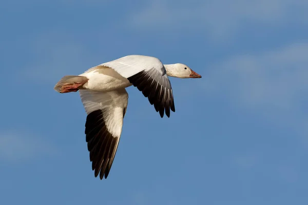 Snow Goose in Flight — Stock Photo, Image