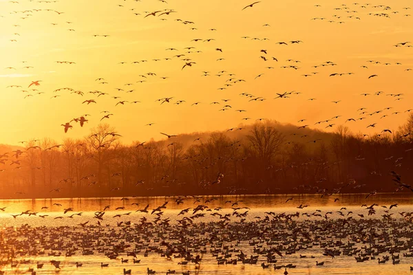 Migrando gansos da neve voando ao nascer do sol — Fotografia de Stock