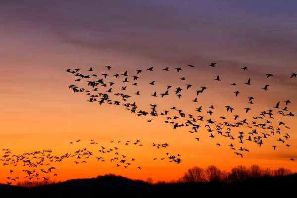 Migrare Oche Delle Nevi Volare All Alba Middle Creek Wildlife — Foto Stock