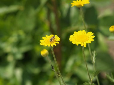 Bir çiçek açması sarı alan çiçek. Arı bal toplar. Wasp çiçek oturdu. Yaz, Bahar