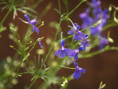 Consolida. Lila alan çiçek. Yaz. Duvar kağıdı