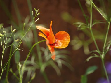 Kırmızı gelincik çiçek açmış. Bir çiçek fotoğrafı. Yaz, kır çiçekleri