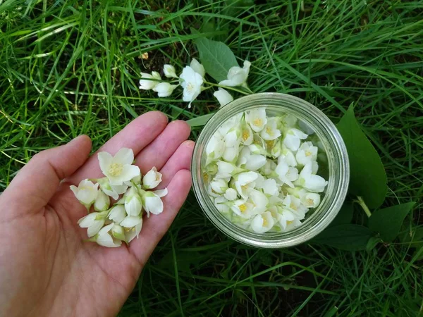 Harvesting jasmine flowers for tea. The girl holds in her hand jasmine flowers. Bank of fresh white jasmine flowers on the grass. - Image