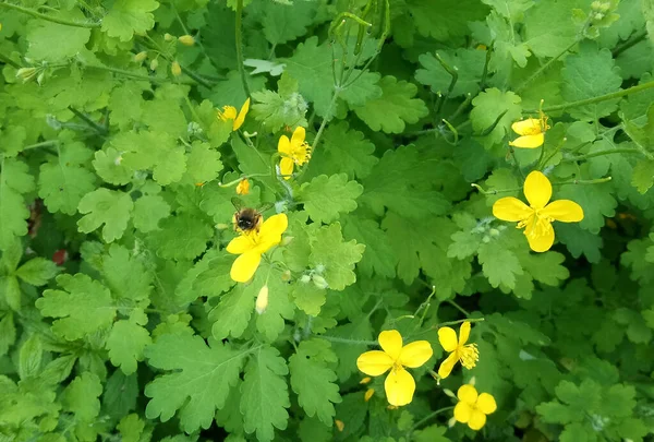 Egy Méh Ráül Egy Celandine Virágra Virágzó Gyógynövény Sárga Virágok — Stock Fotó