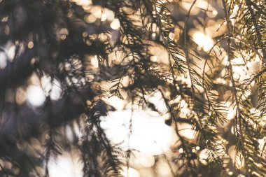 Beyaz karlı ladin dalları. Akşam güneşi kışın Bokeh ile parlıyor.
