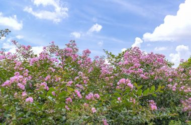 Lagerstroemia indica çiçekler açar bahçede