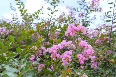 Lagerstroemia indica çiçekler açar bahçede