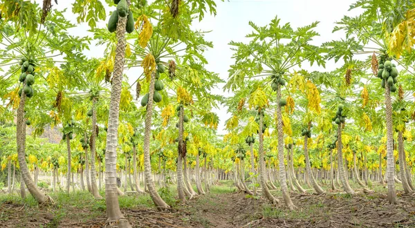 Jardín de papaya con árboles cientos de hermosas formas — Foto de Stock