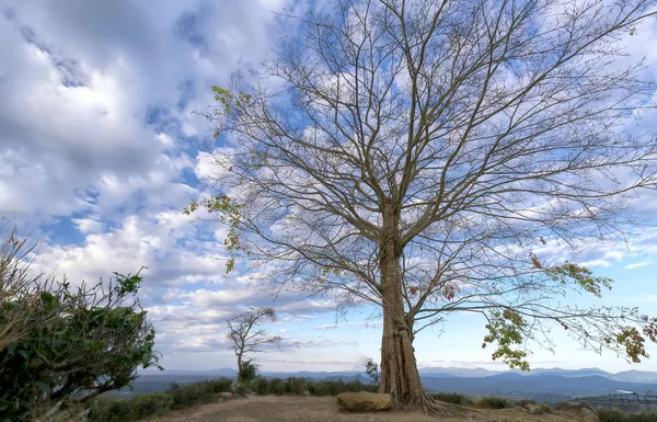 Güzel bulutlu gökyüzü ile büyük yalnız antik ağaç 
