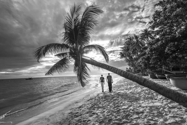 Aşık yürüyüş tropikal plaj sonuna kadar Hindistan cevizi avuç içi ile çiftler. — Stok fotoğraf