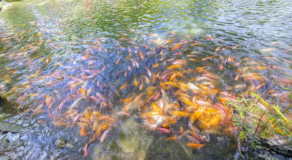 五颜六色的鲤鱼在池塘里游泳 — 图库照片
