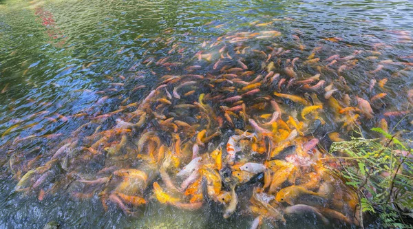 Bunte Karpfen schwimmen im Teich — Stockfoto