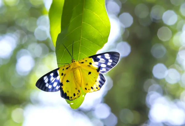 Pisello farfalla su un ramo d'albero che riposa in estate nella foresta pluviale — Foto Stock